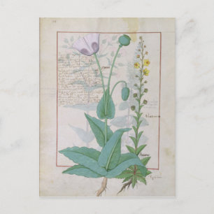 Postal Poppy y Figwort
