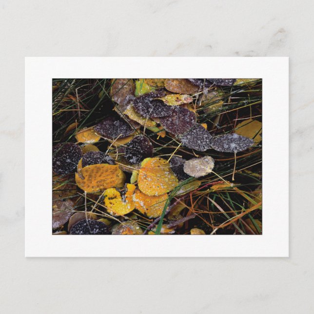 Postal "Popsicles de la naturaleza" (Anverso)