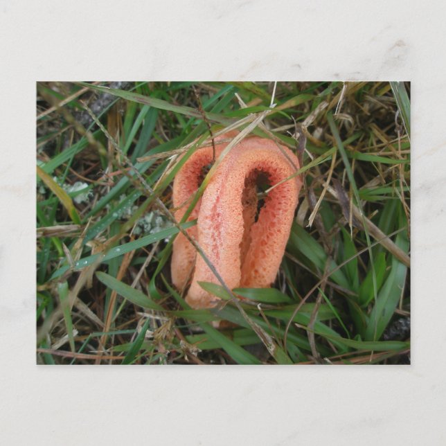 Postal Póquer de hongo de Stinkhorn con columnas (Anverso)