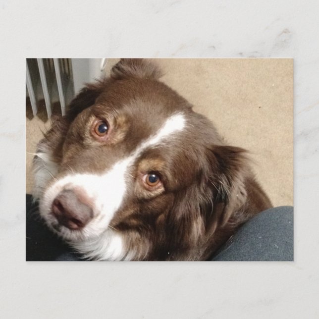 Postal ¡Por amor a Australia! (Anverso)