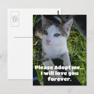 Postal Por favor, adóptame... te amaré por siempre Gato