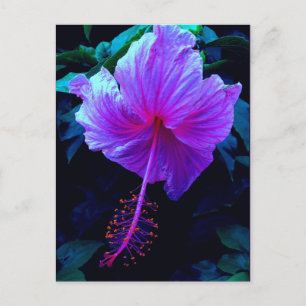 Postal Por la noche Hibiscus