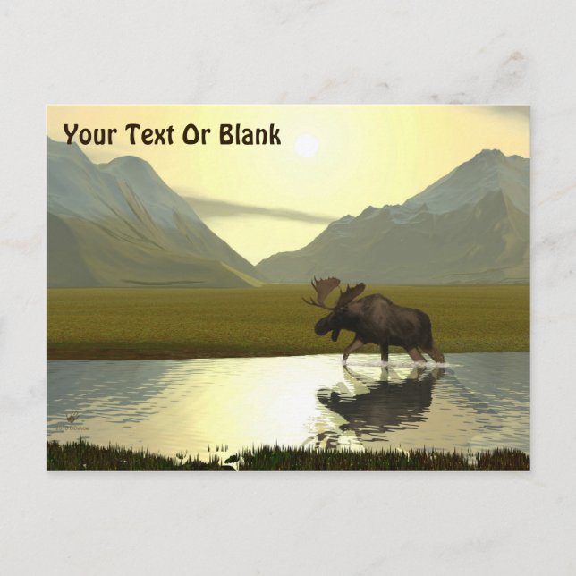 Postal Por la tarde Moose (Anverso)