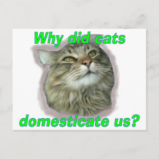 Postal ¿Por qué los gatos nos domesticaron?