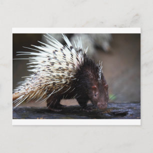 Postal Porcupina