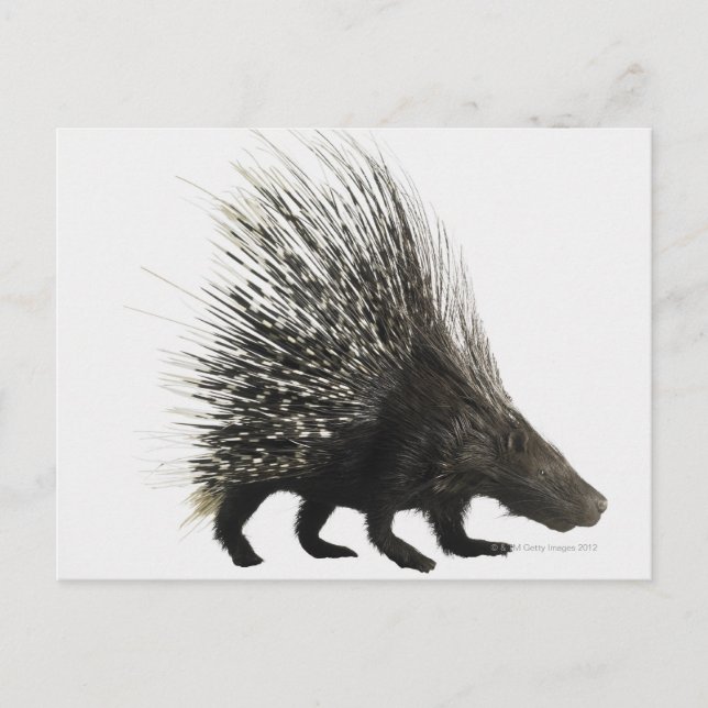 Postal Porcupina (Anverso)