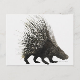 Postal Porcupina