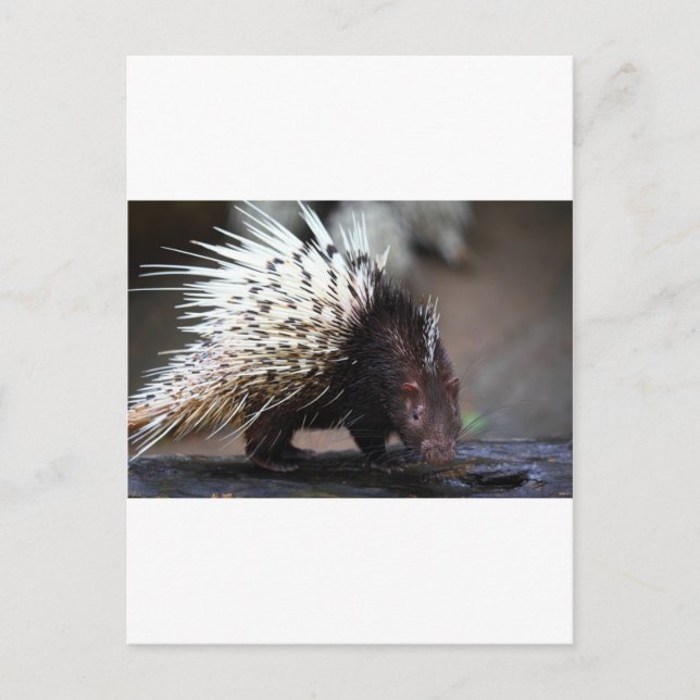 Postal Porcupina (Anverso)