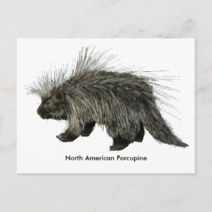 Postal Porcupina