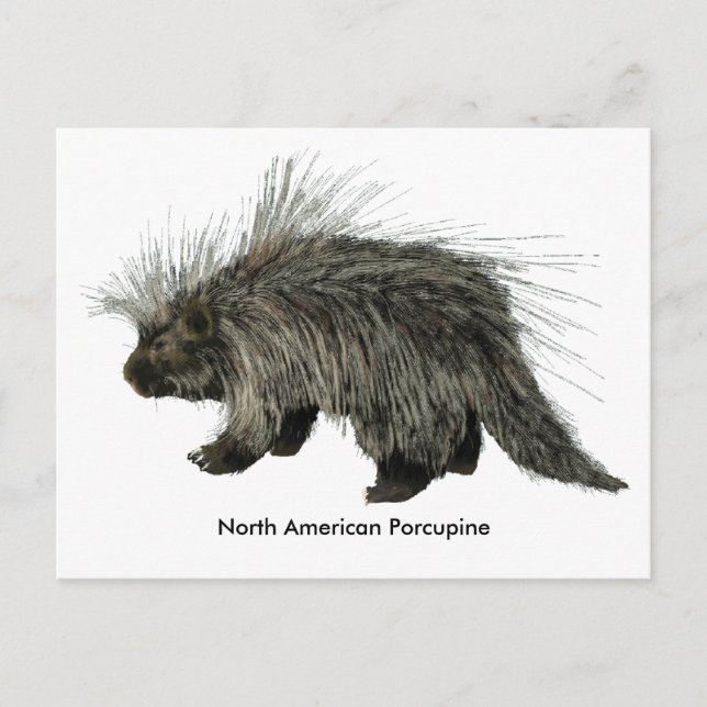 Postal Porcupina (Anverso)