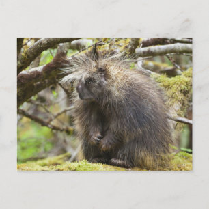 Postal Porcupina determinada