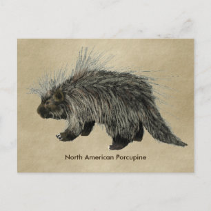 Postal Porcupina En Papel Antiguo