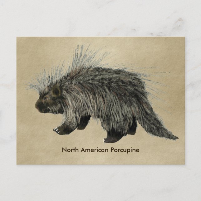 Postal Porcupina En Papel Antiguo (Anverso)