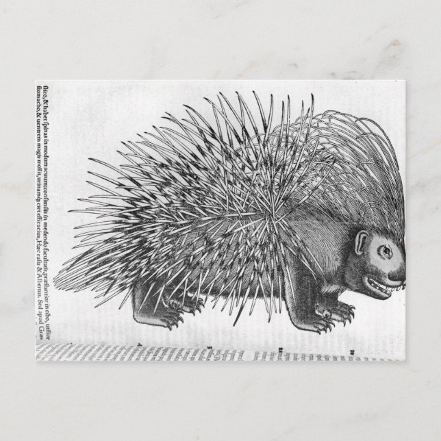 Postal Porcupine, de 'Historia Animalium' (Anverso)