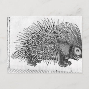 Postal Porcupine, de 'Historia Animalium'
