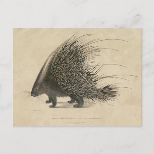 Postal Porcupine retenido indio (Anverso)