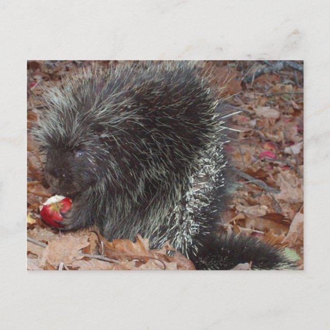 Postal Porcupine y Apple (Anverso)