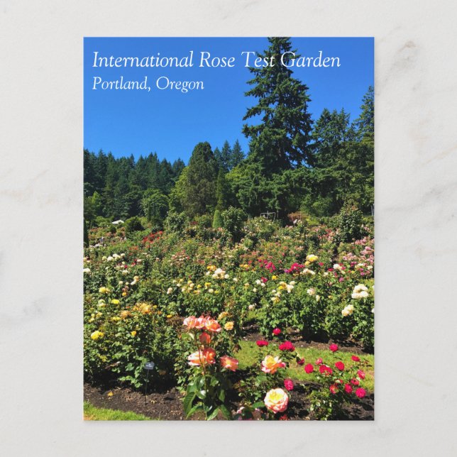 Postal Portland Rosa Garden, OR (Anverso)