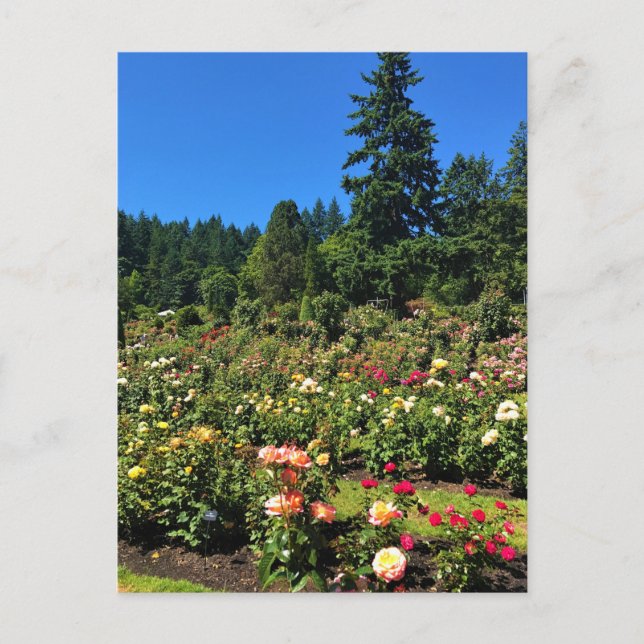 Postal Portland Rosa Garden, OR (Anverso)