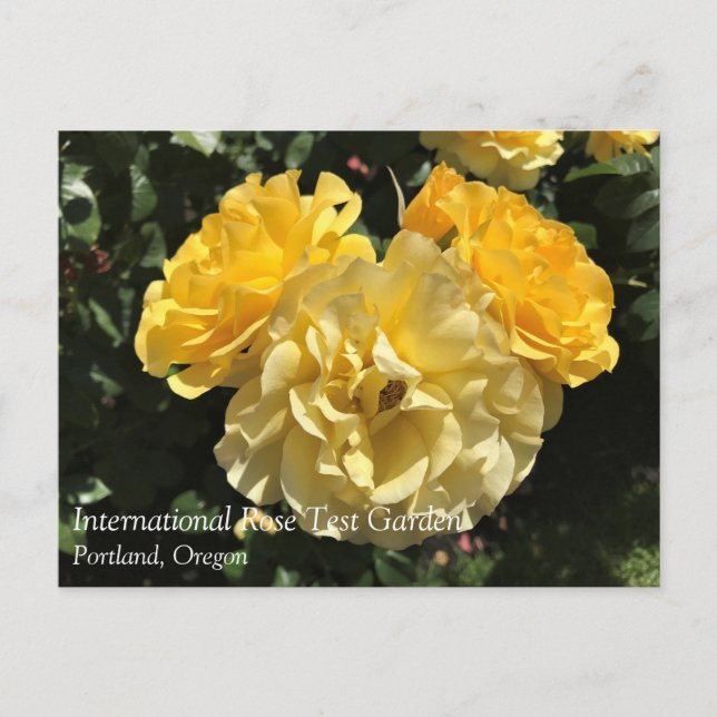 Postal Portland Rosa Garden, OR (Anverso)