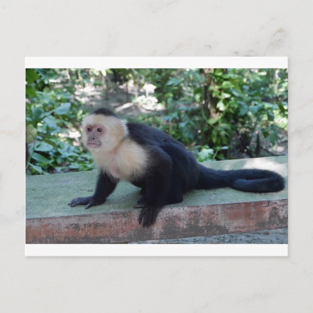 Postal Portrait.JPG (Anverso)