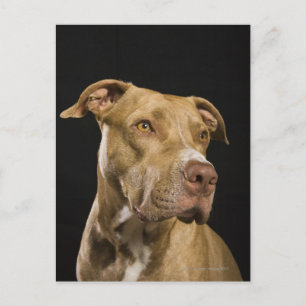 Postal Portrait of red nose pitbull with black