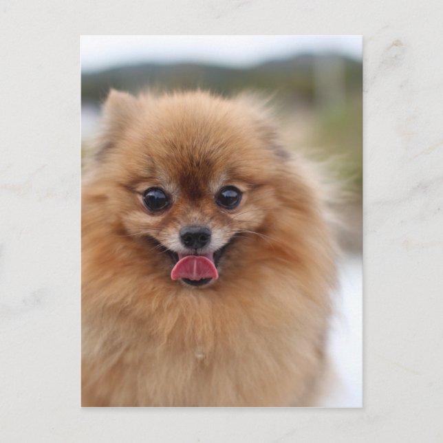 Postal Portrait Perro Pomeraniano (Anverso)