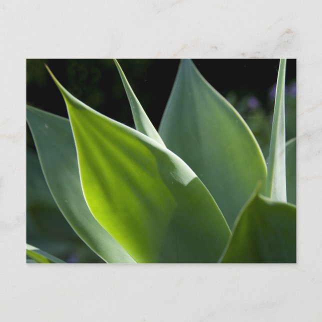 Postal Portugal, Isla Madeira, Funchal. Botánico (Anverso)