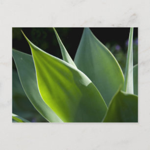 Postal Portugal, Isla Madeira, Funchal. Botánico