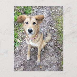 Postal Portuguese Akita and German Shepherd mix female