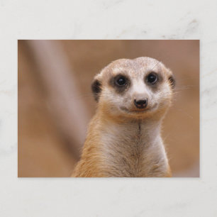 Postal Posando Meerkat
