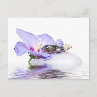 Postal Poscard - Cicada en Provenza