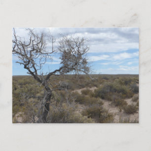 Postal Poscarta argentina de Punta Loma