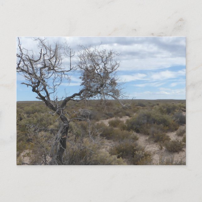 Postal Poscarta argentina de Punta Loma (Anverso)