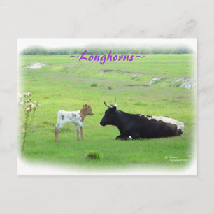 Postal Poscarta de vaca de ternera longandesa