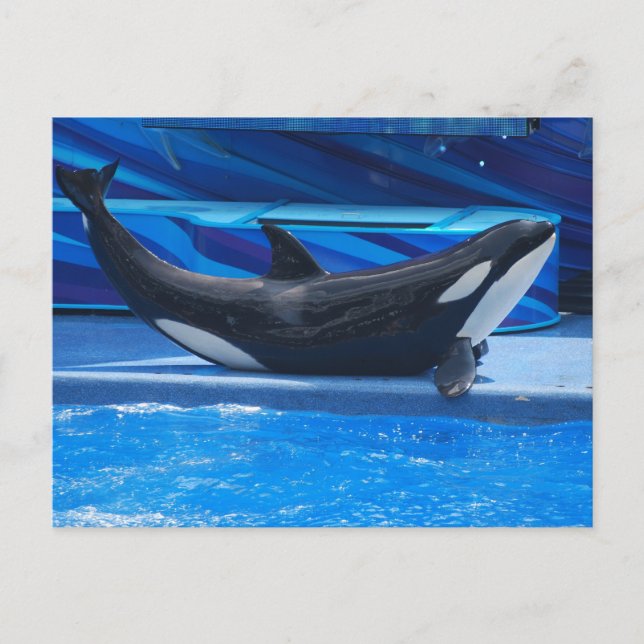 Postal Poscarta Orca (Anverso)