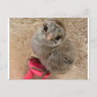 Postal Pose como pollo