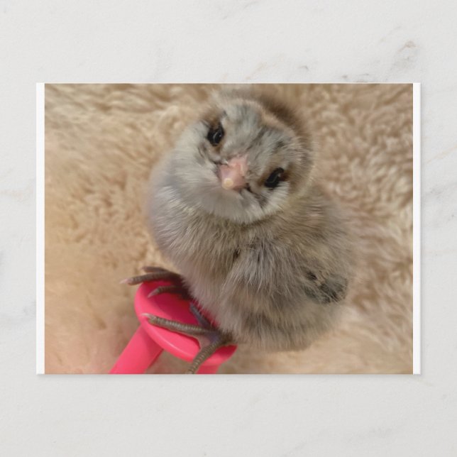 Postal Pose como pollo (Anverso)