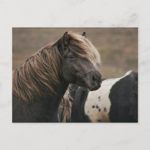 Postal Pose de caballo marrón