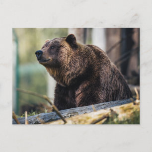 Postal Pose del oso marrón