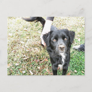 Postal Poses de Smokey Adorable para la cámara