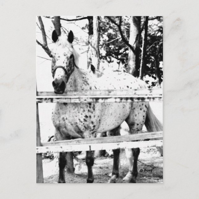 Postal Posibilidad (Anverso)