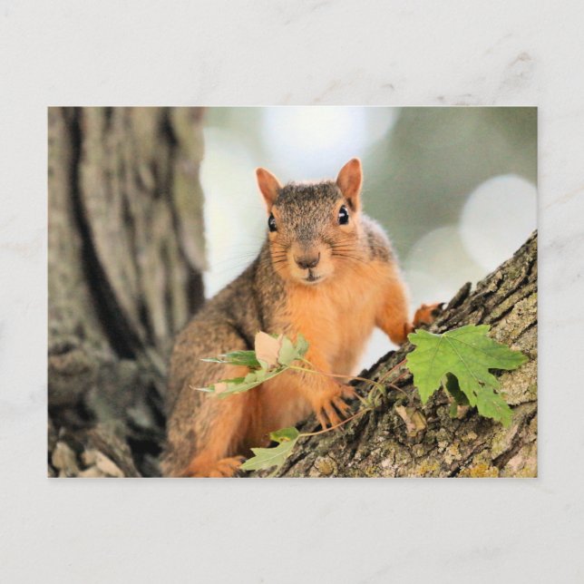 Postal Posición perfecta (Anverso)