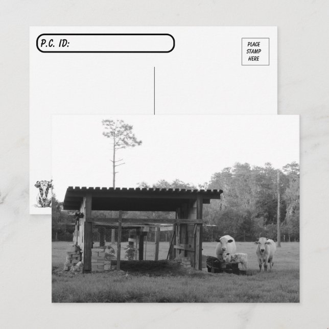 Postal Pospuesto en el rancho - Vacas - Blanco y negro (Anverso / Reverso)