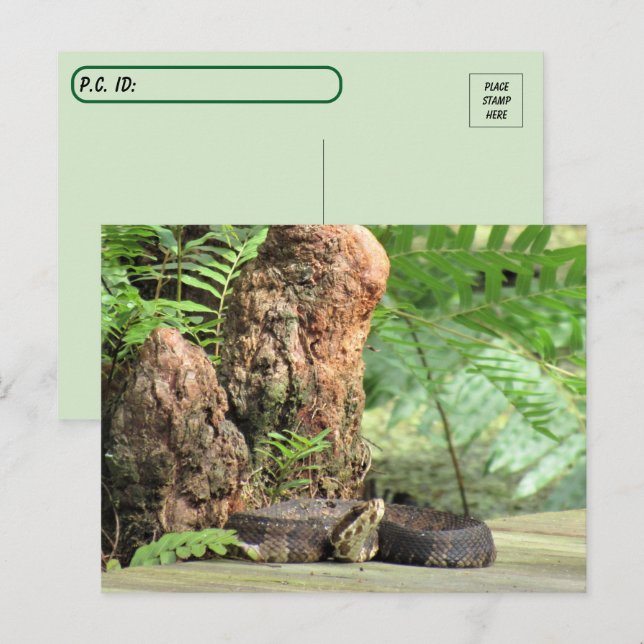 Postal Possección - El Cottonú de Florida en el pantano (Anverso / Reverso)
