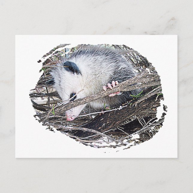 Postal Possum Opossum (Anverso)
