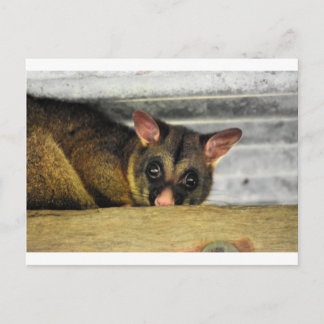 POSTAL POSSUM QUEENLAND AUSTRALIA