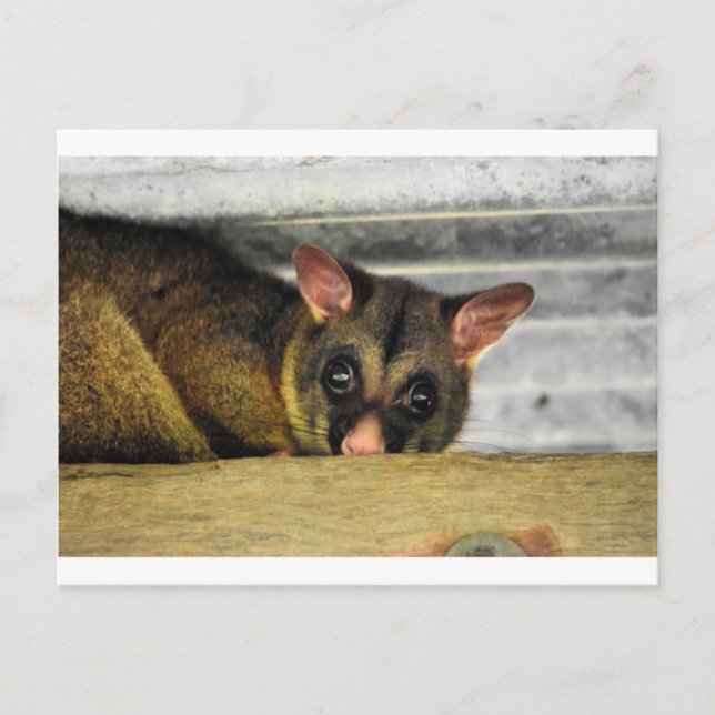 POSTAL POSSUM QUEENLAND AUSTRALIA (Anverso)