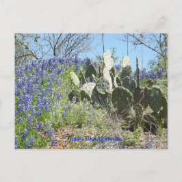 Postal Post-card Country Texas Bluebonnets y Cactus