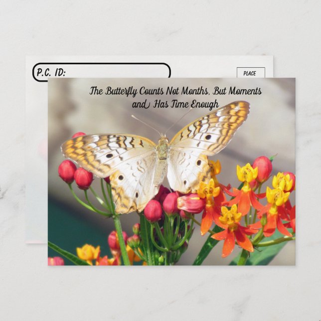 Postal Post-Cross - Cita de mariposa de pavo real blanca (Anverso / Reverso)